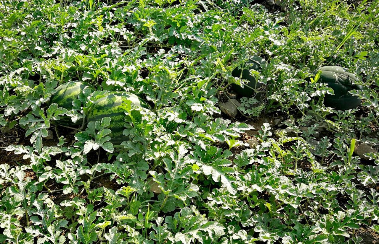 Agropensiunea Valea Fagilor Luncavita Dış mekan fotoğraf